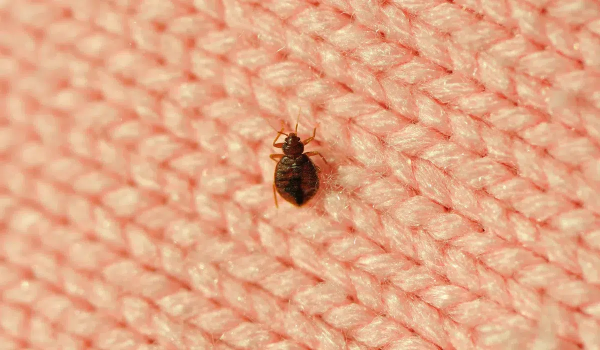 A Single Bed Bug On A Blanket