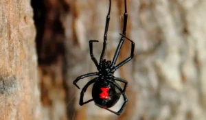 Black Widow Spiders