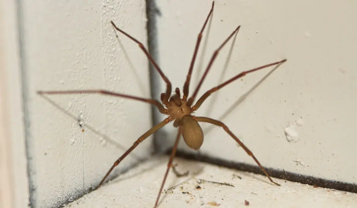 Brown Recluse Spiders (1)