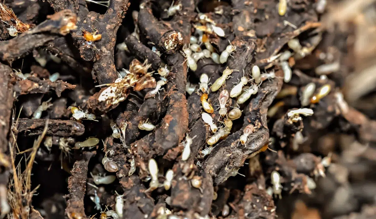 Colony Of Subterranean Termites