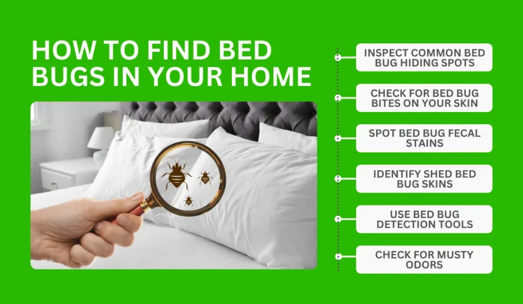 How To Find Bed Bugs In Your Home
