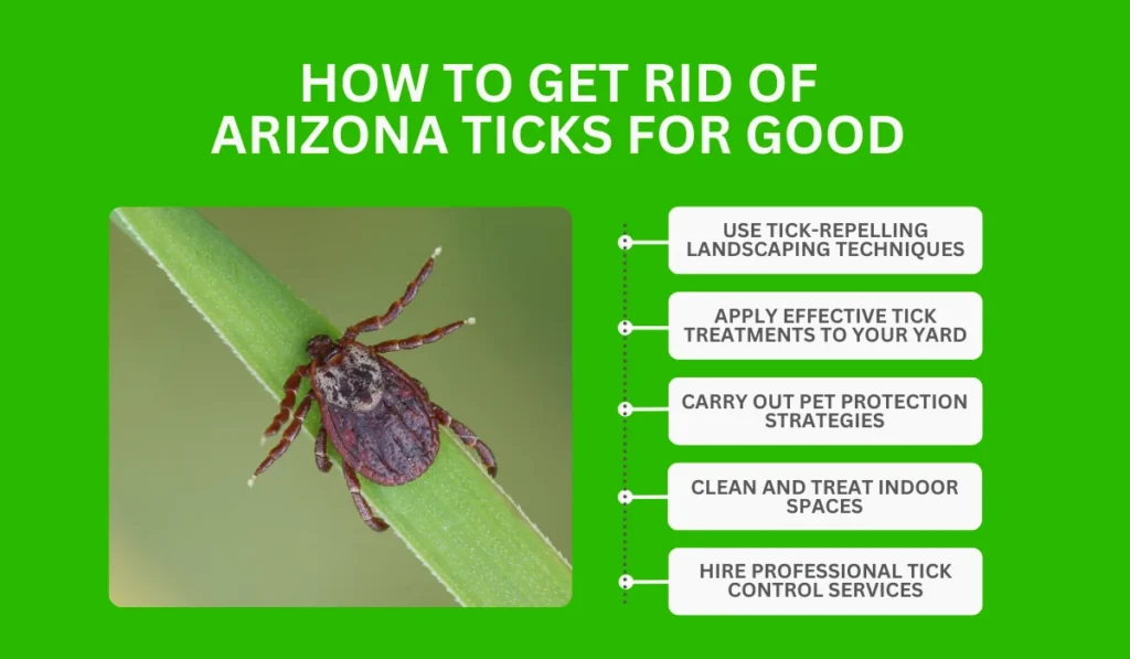 How To Get Rid Of Arizona Ticks For Good