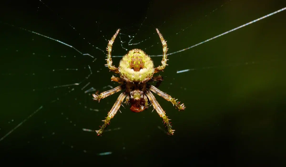 Orb Weaver Spiders