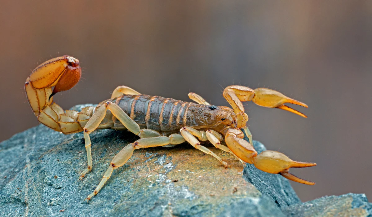 Striped Tail Scorpions
