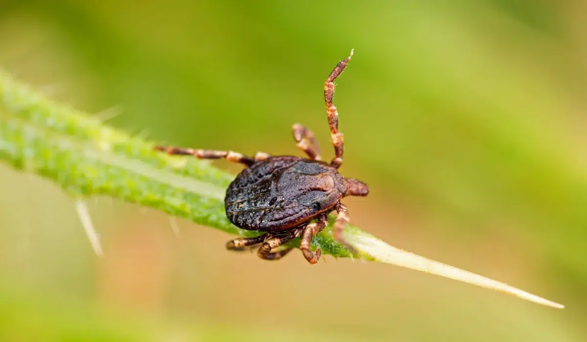 Tick