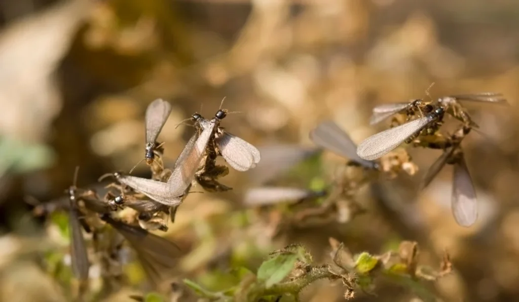 swarming termites