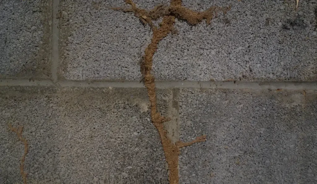 Termite mud tubes