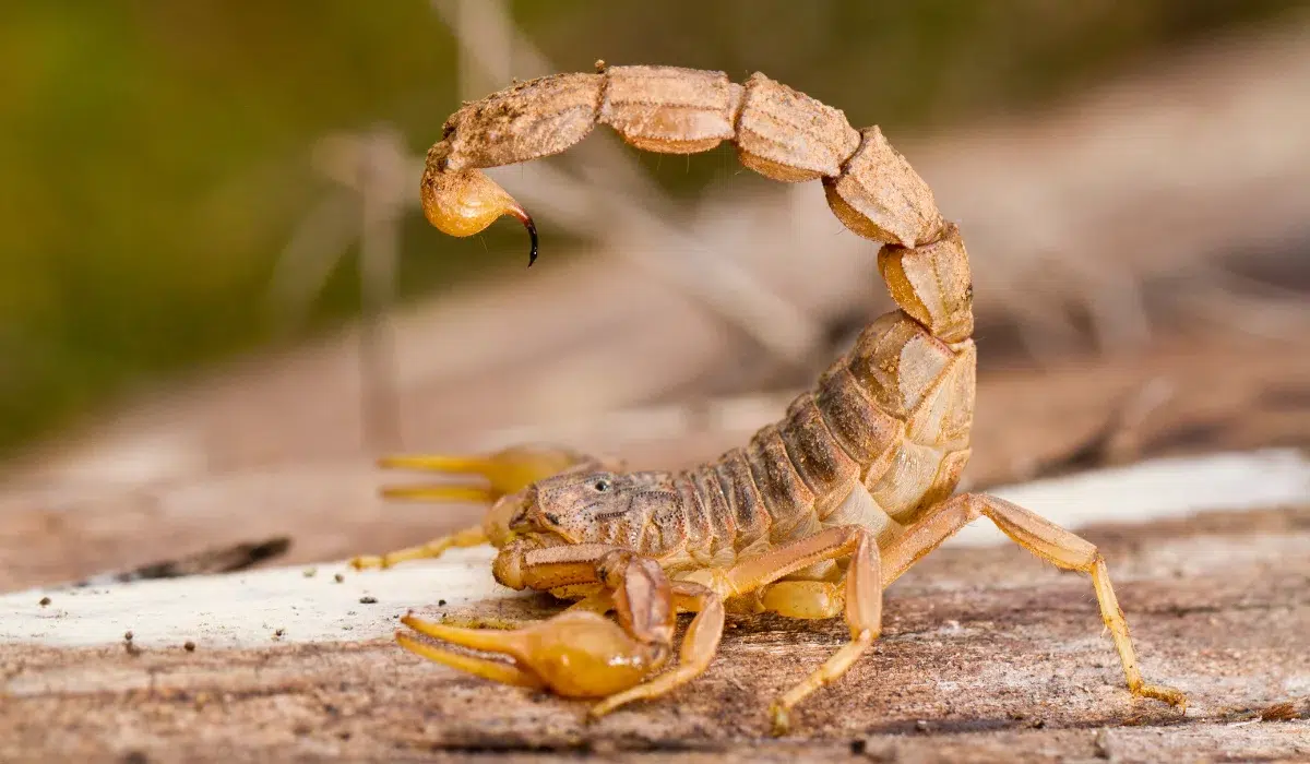 Buthus Scorpion (scorpio Occitanus)