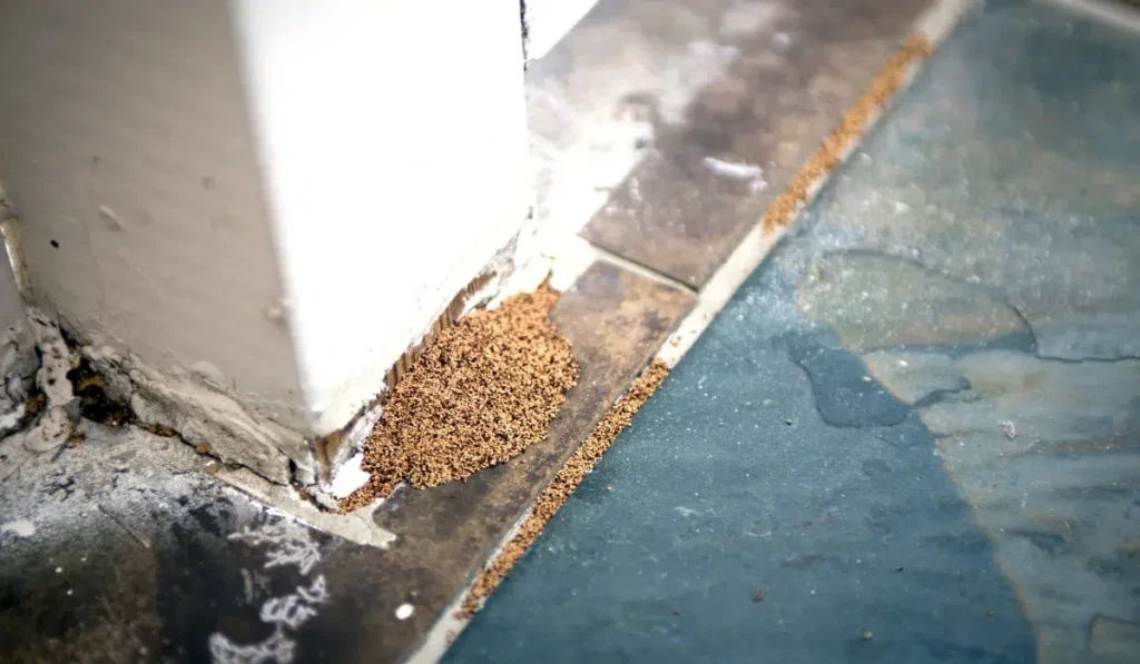 termite frass
