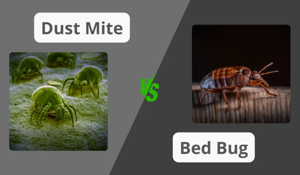 dust mite vs bed bug comparison