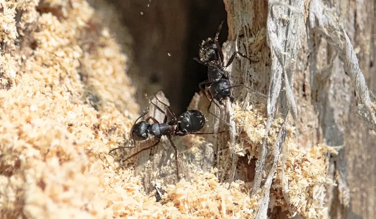Carpenter Ants (1)