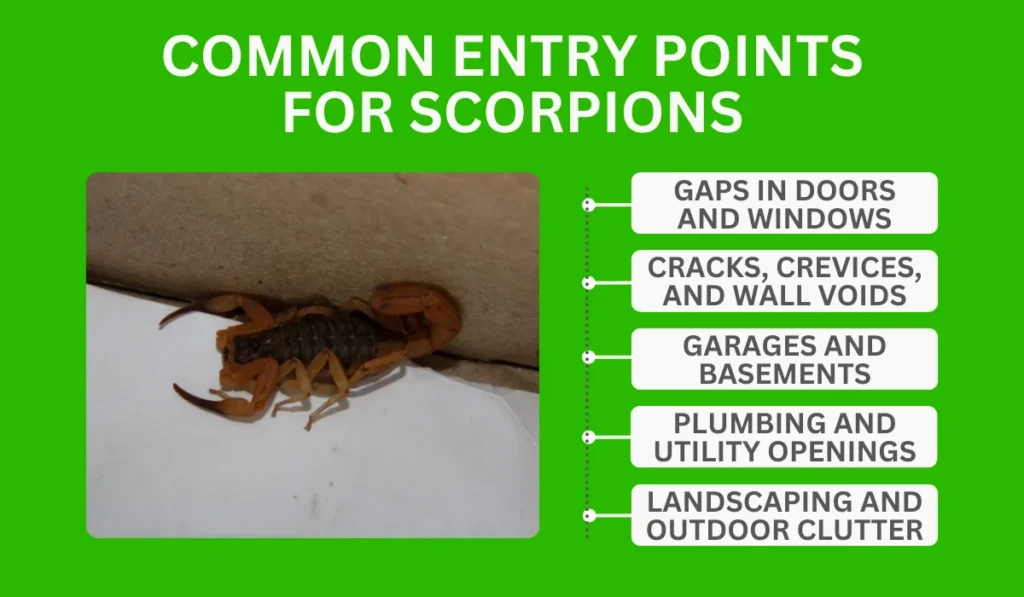 Common Entry Points For Scorpions