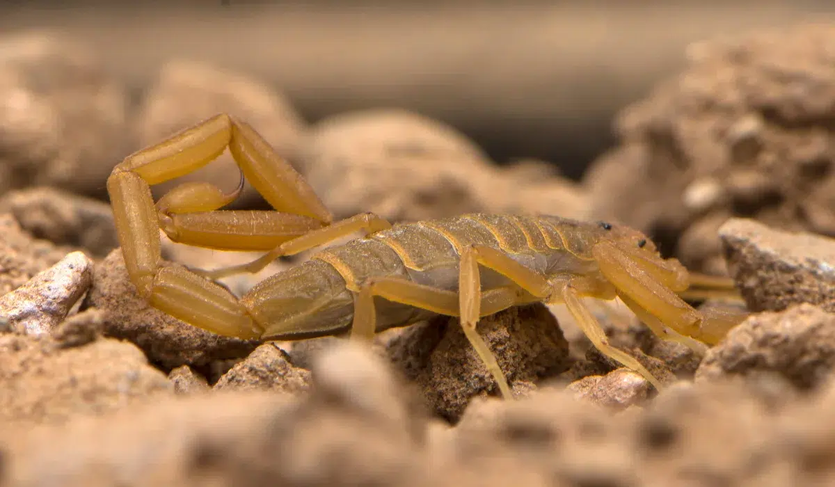 Scorpions In Arizona