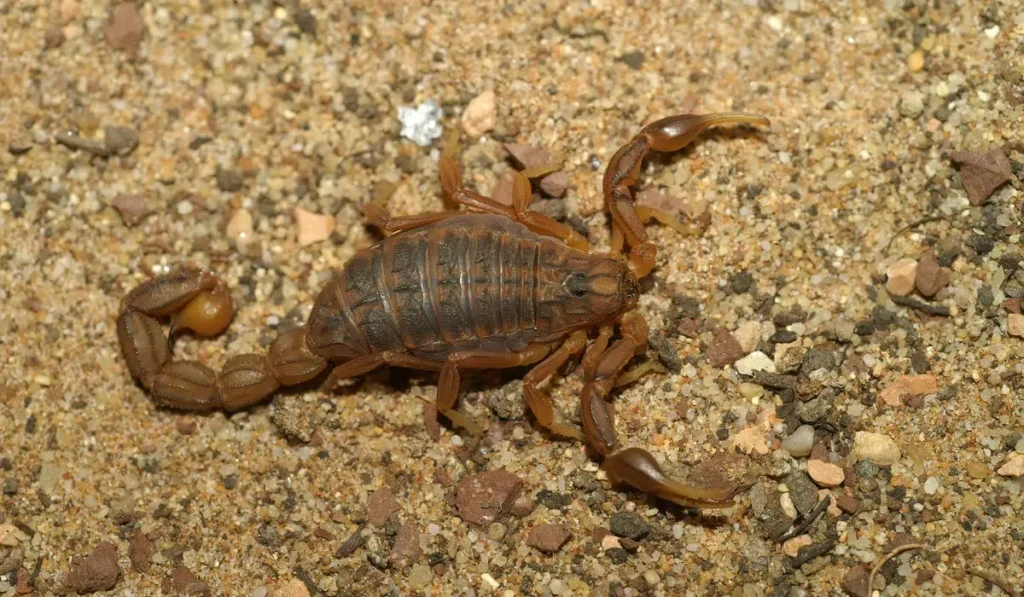 Stripe-Tailed Scorpion