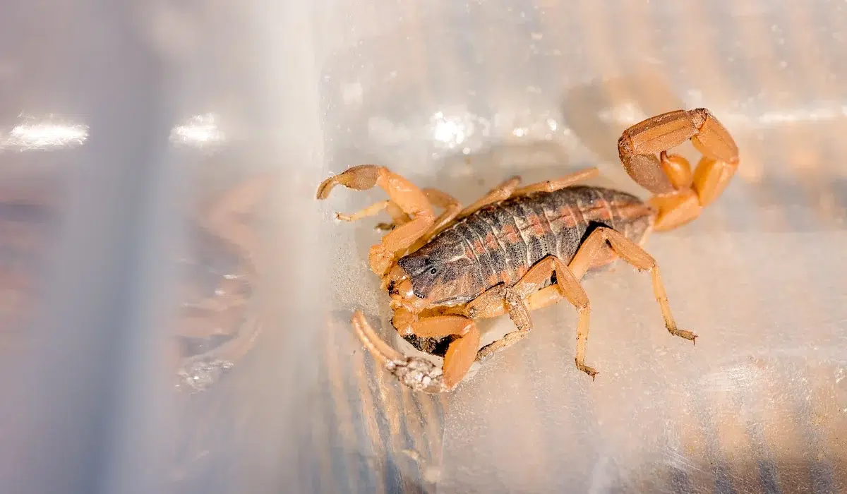 Striped Bark Scorpion