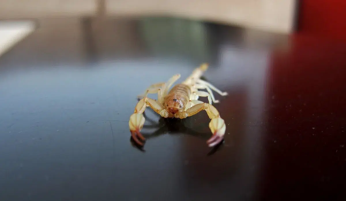 Baby Scorpion (2)