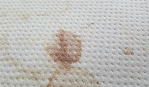 Bed bug blood stain on bedding