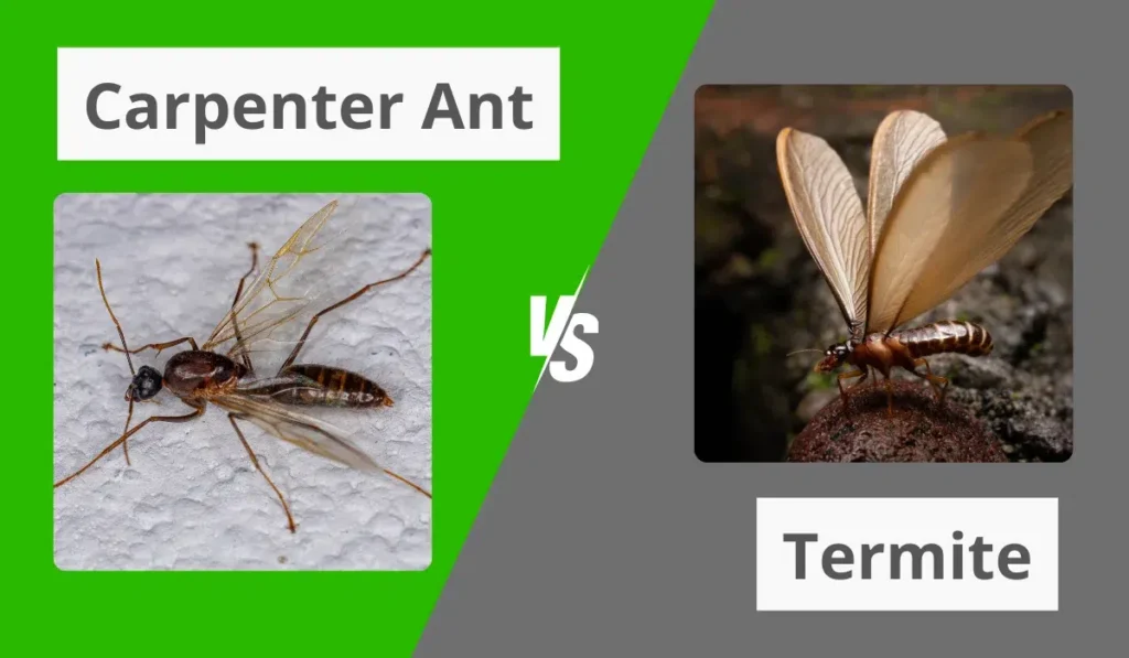 carpenter and termite comparison