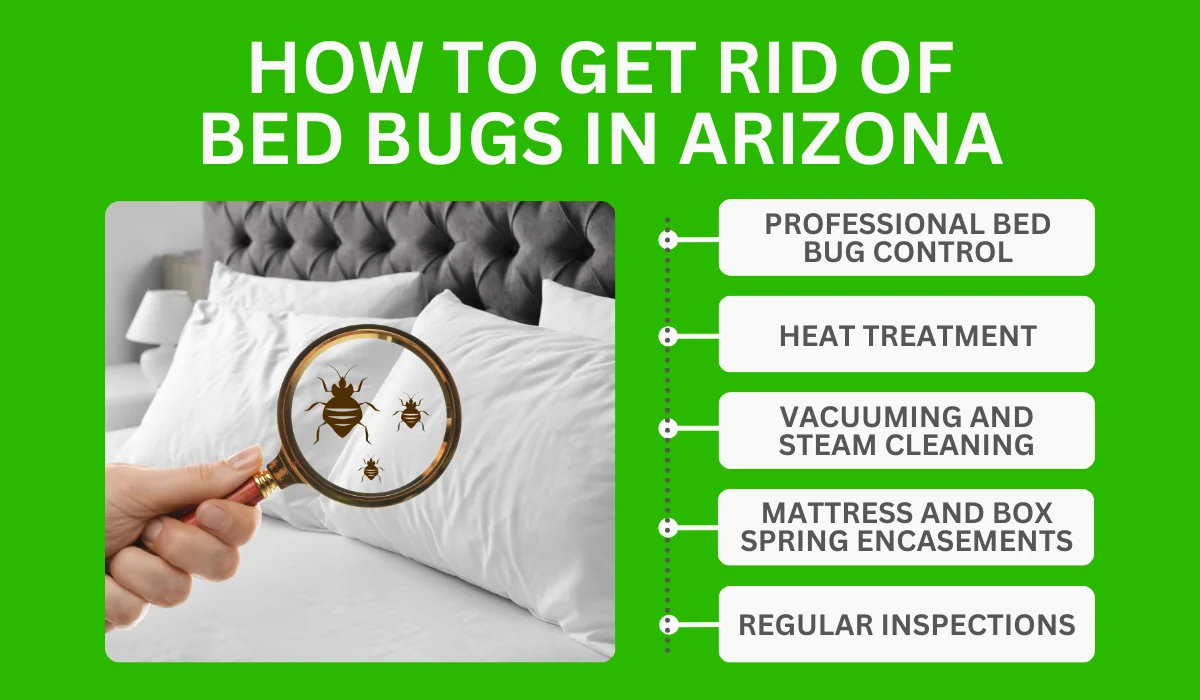get rid of bed bug