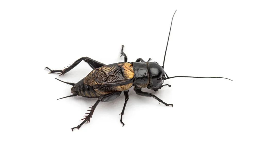 field cricket