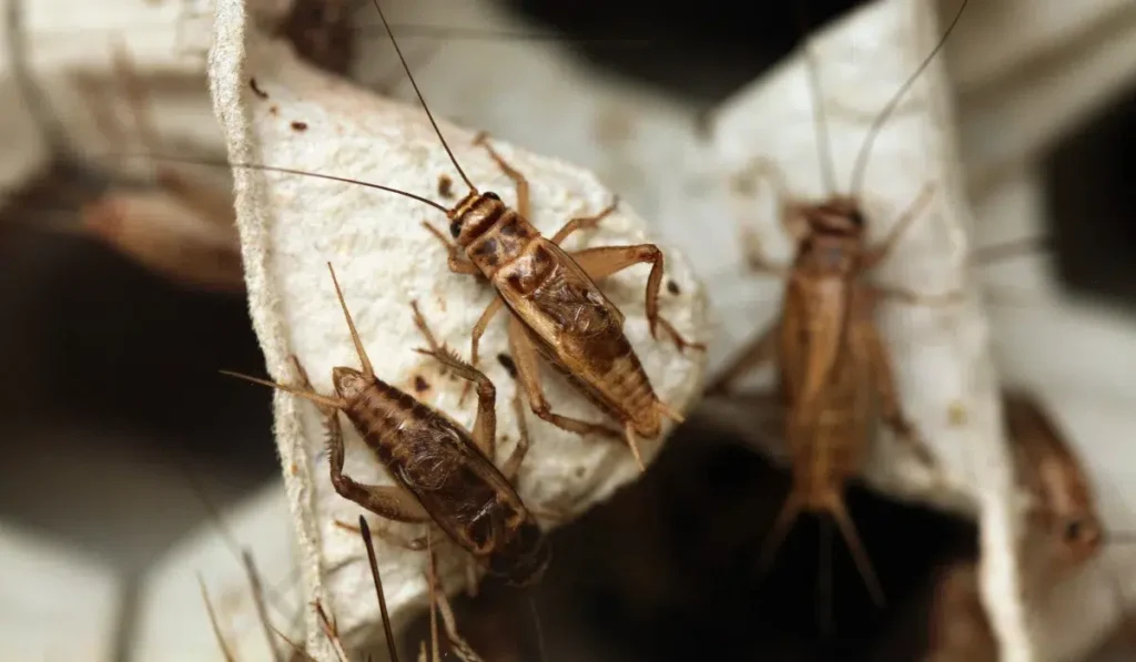 house cricket