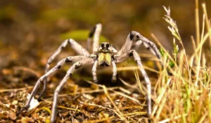 Arizona Wolf Spider