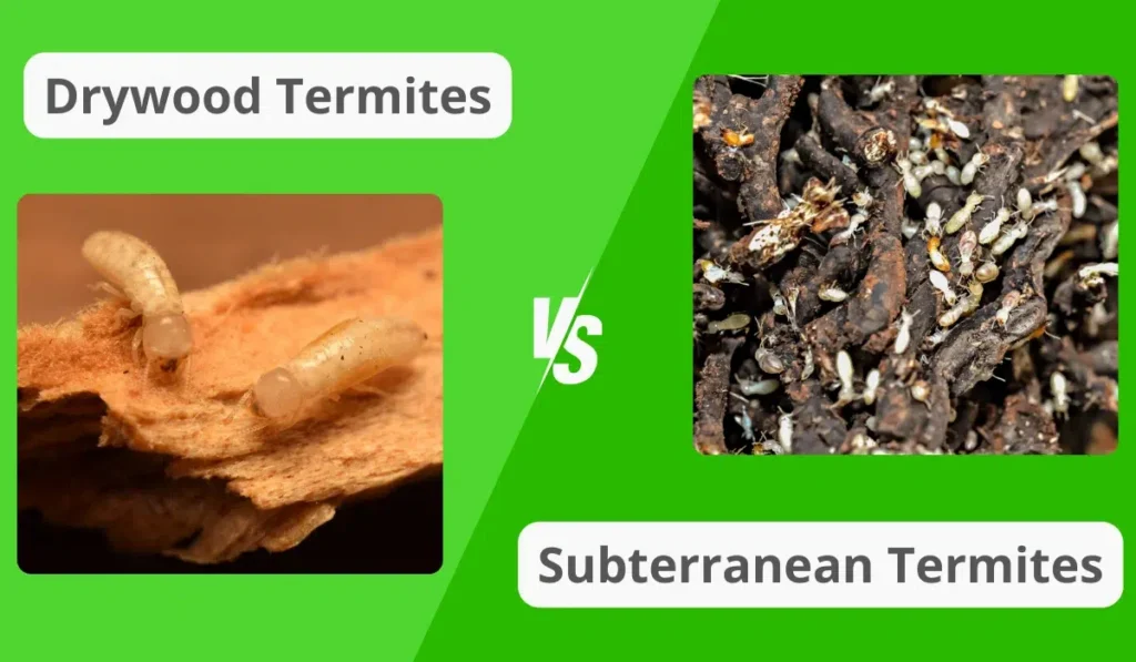 drywood vs subterranean termites
