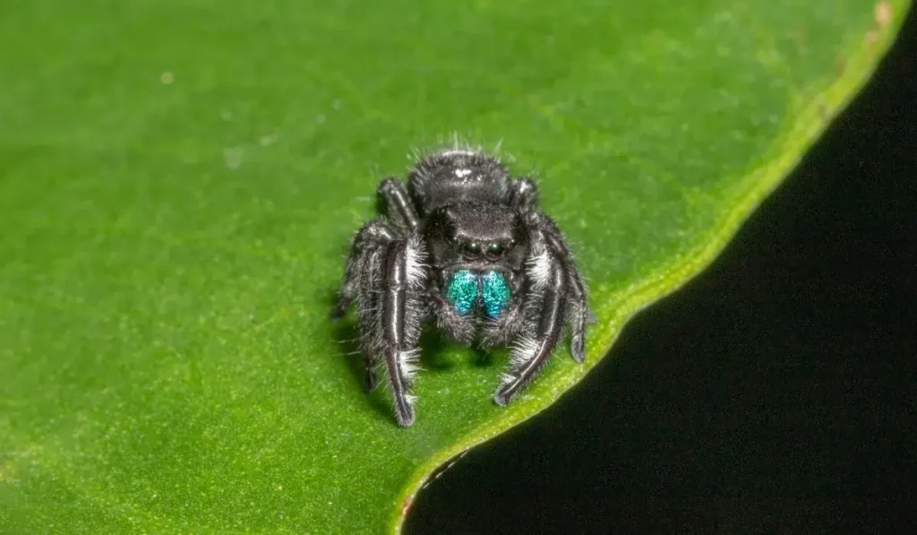 Bold Jumping Spider