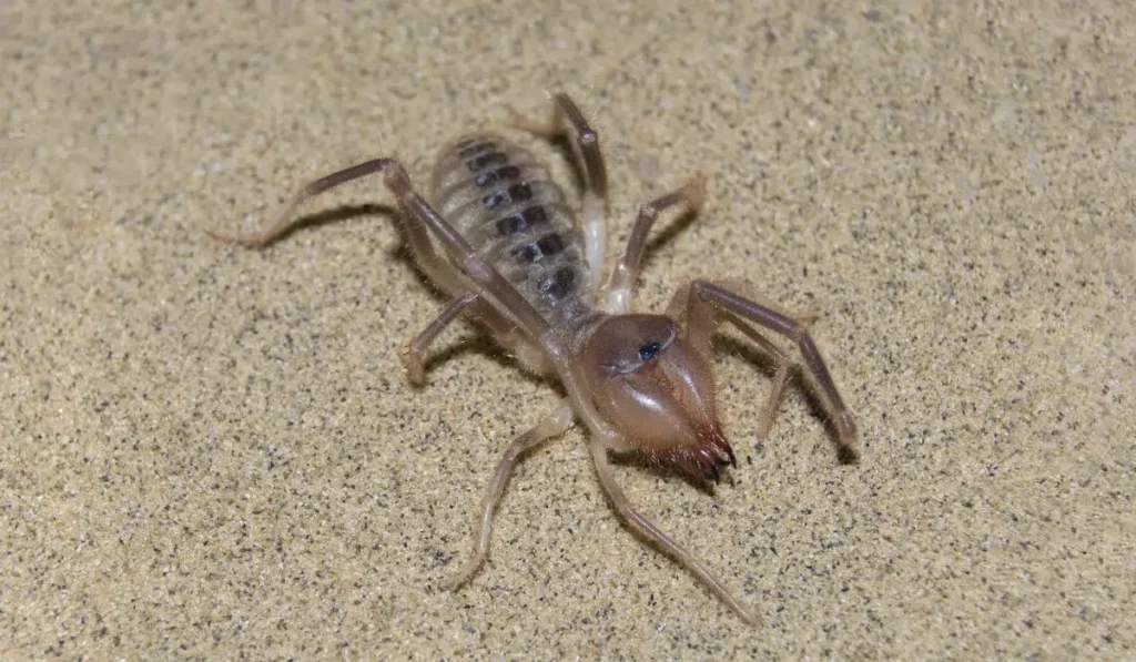 Camel Spider