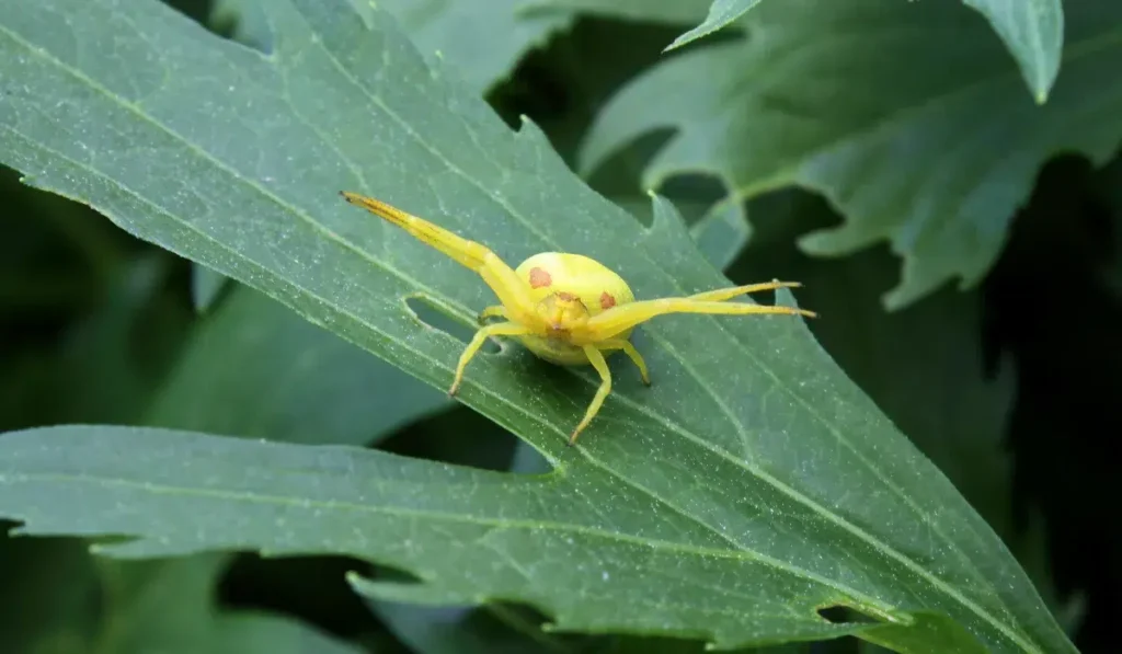 Goldenrod Crab Spider