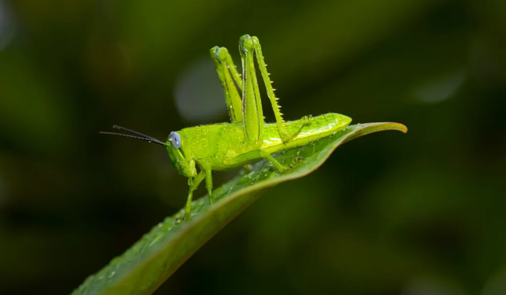 Grasshoppers