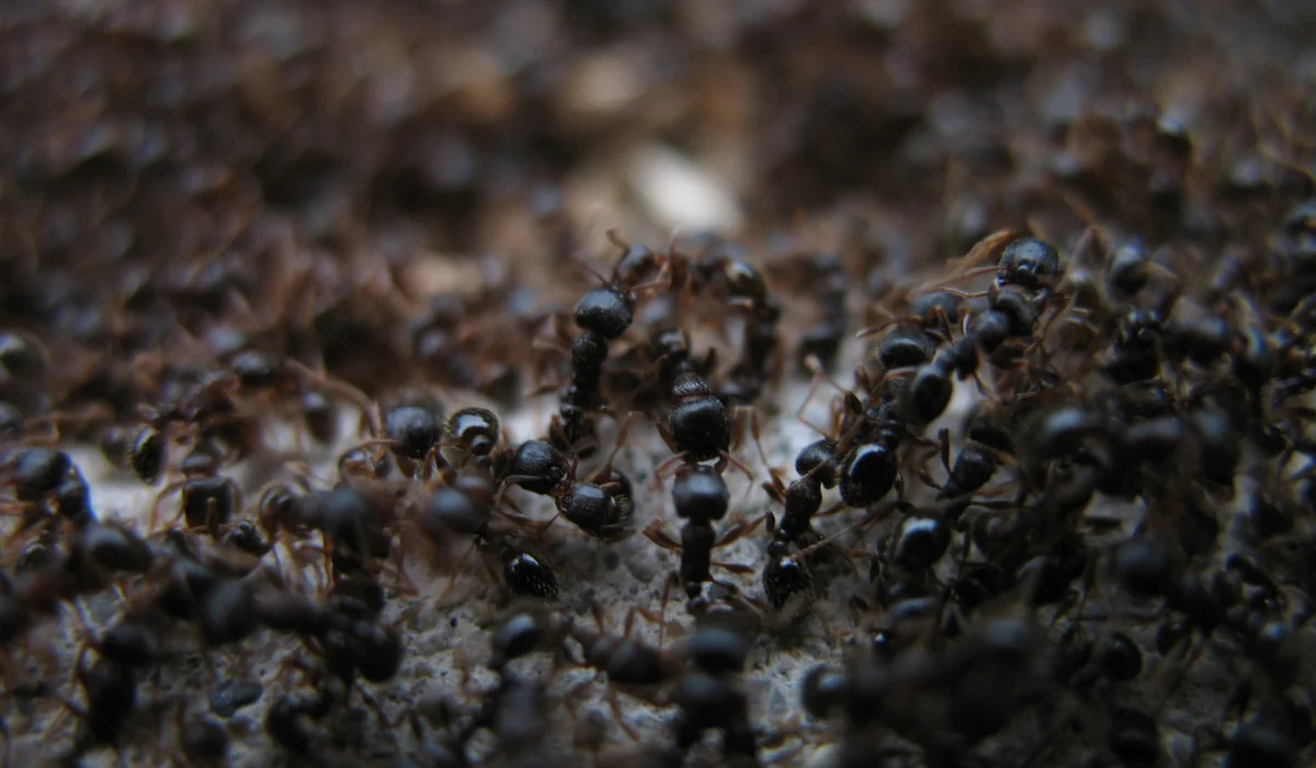 Pavement Ants (1)