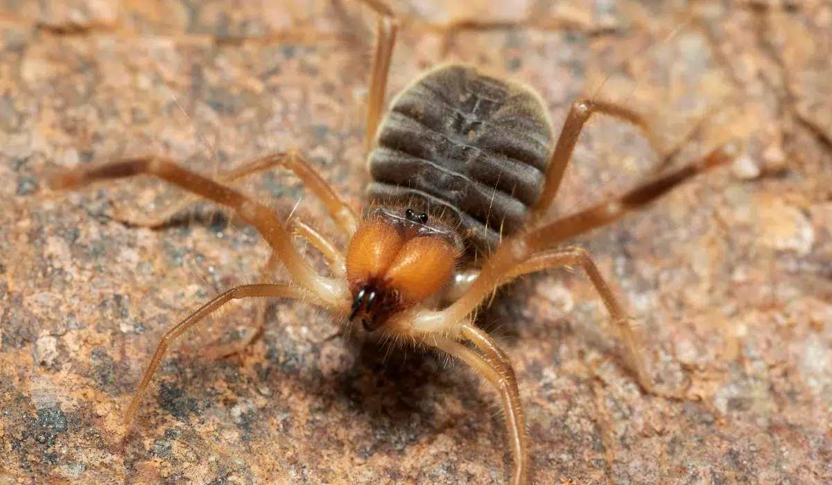 Sun Spider