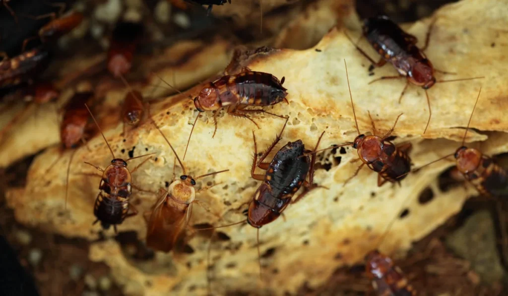Turkestan Cockroach