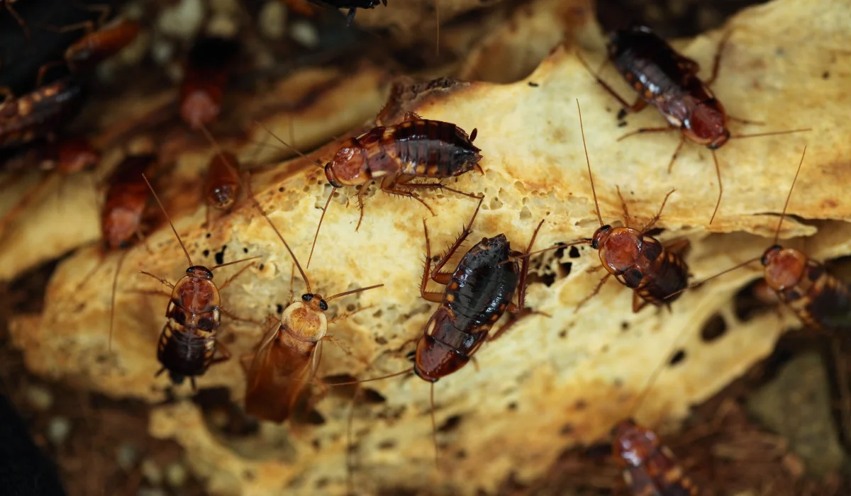 Turkestan Cockroach (1)