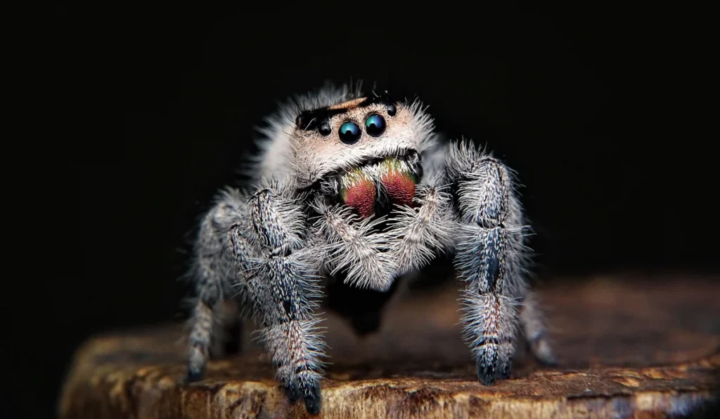 White Jumping Spider