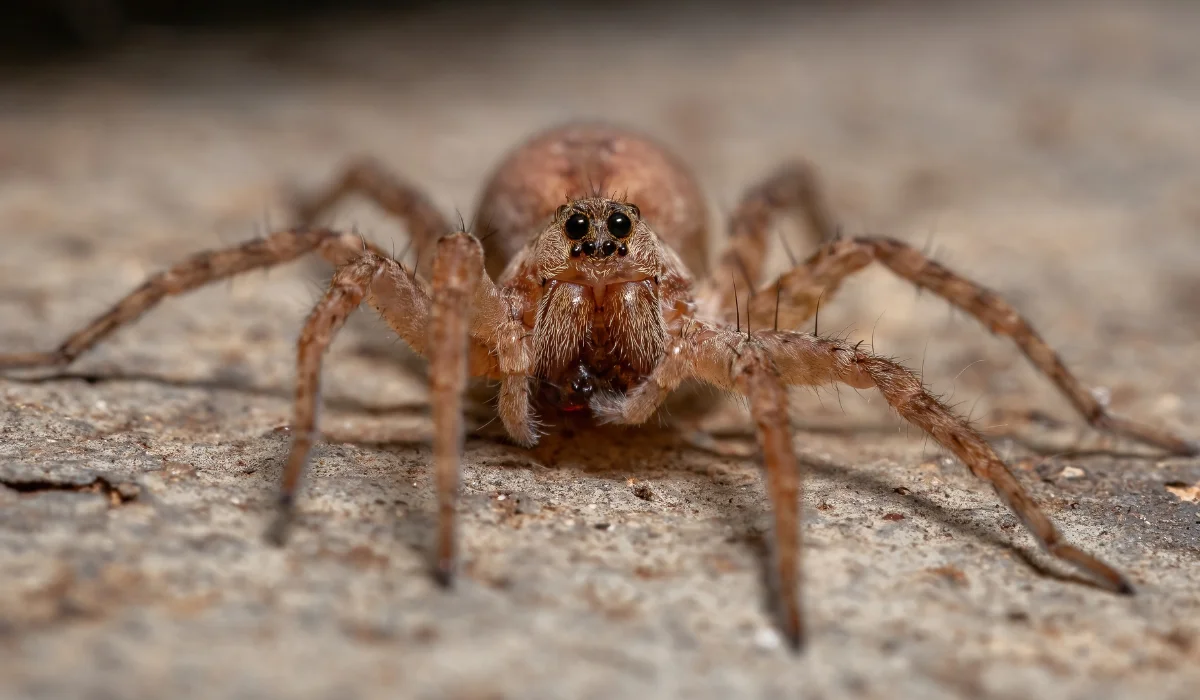 Wolf Spiders (1)