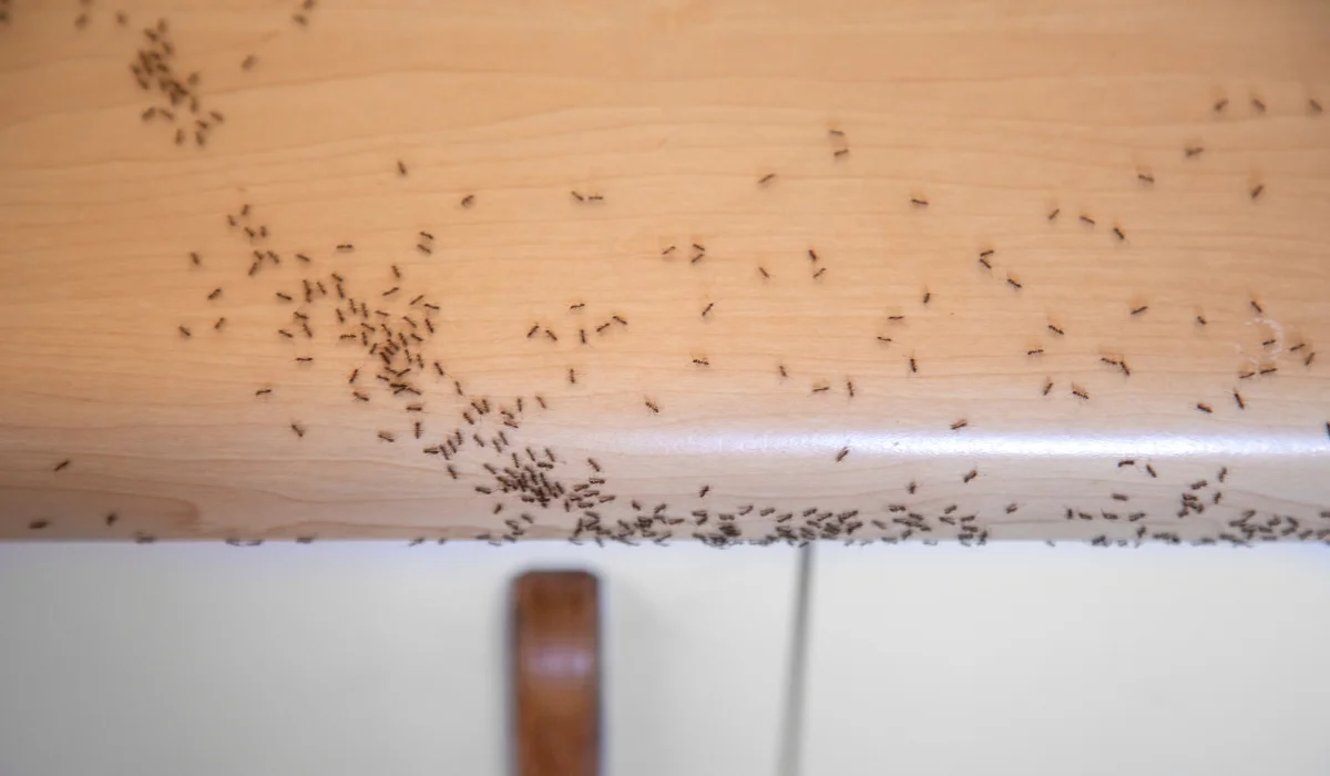 Ants At Home