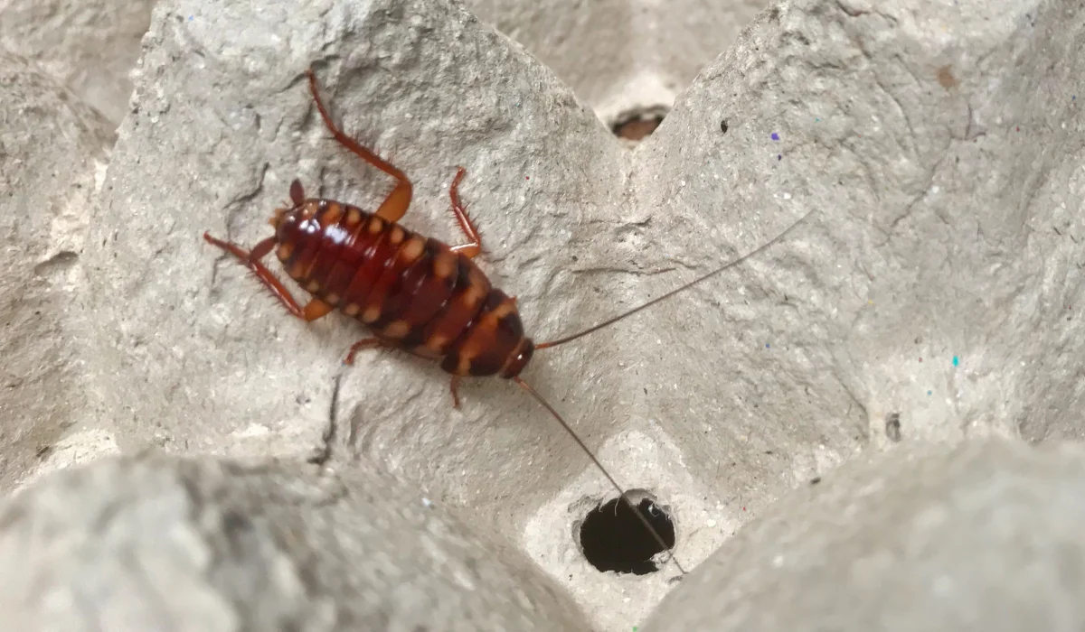 Brown Banded Cockroach 1