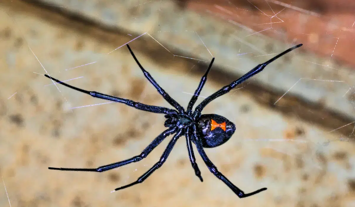 Black Widow Spider On A Web (1)