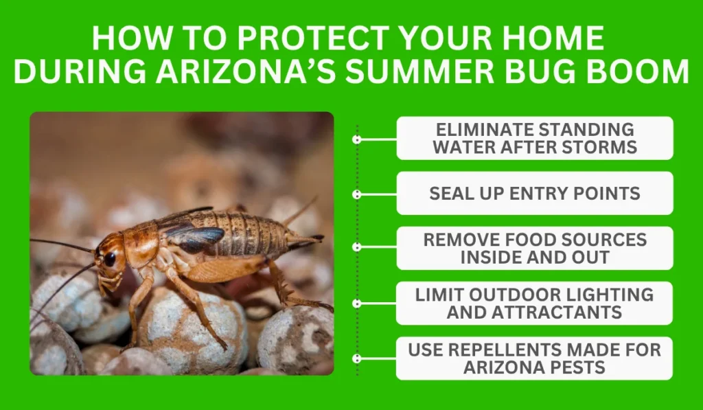 How To Protect Your Home During Arizona’s Summer Bug Boom