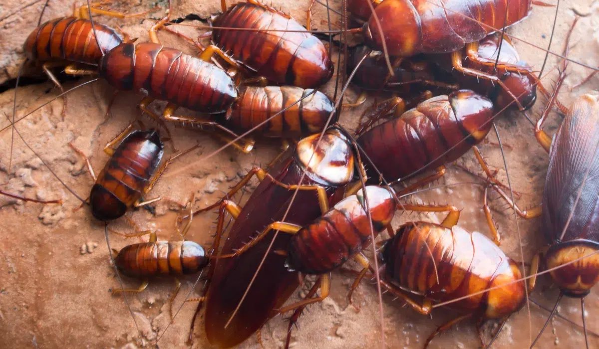 Roach Activity
