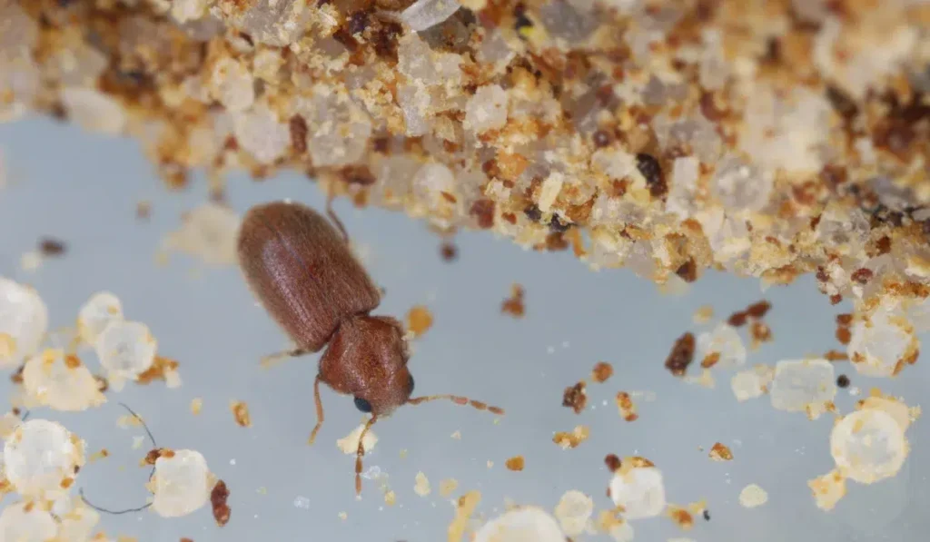 Drugstore Beetles