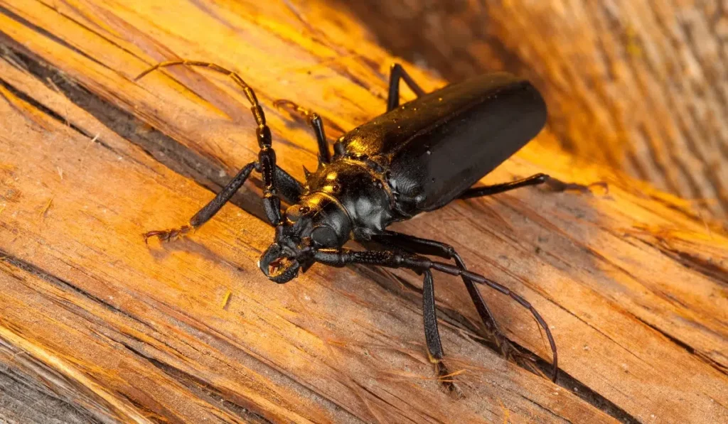 Palo Verde Beetle