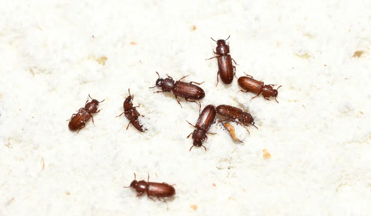 Pantry Pests