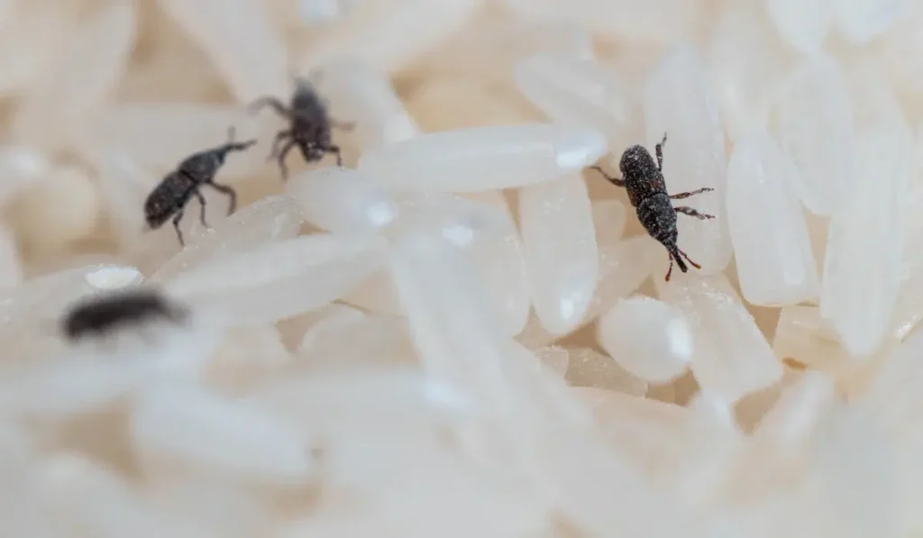 Weevils