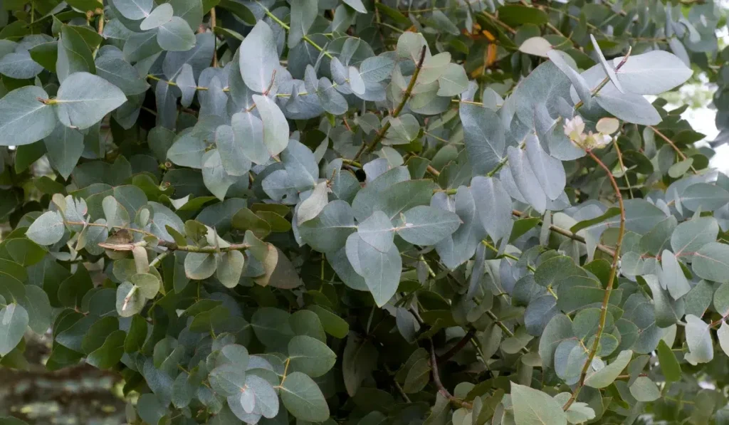 Eucalyptus plant