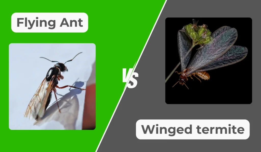 flying ant vs winged termite