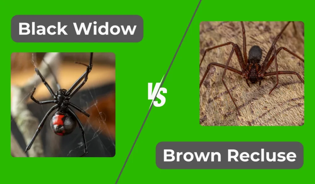 black widow vs brown recluse spider