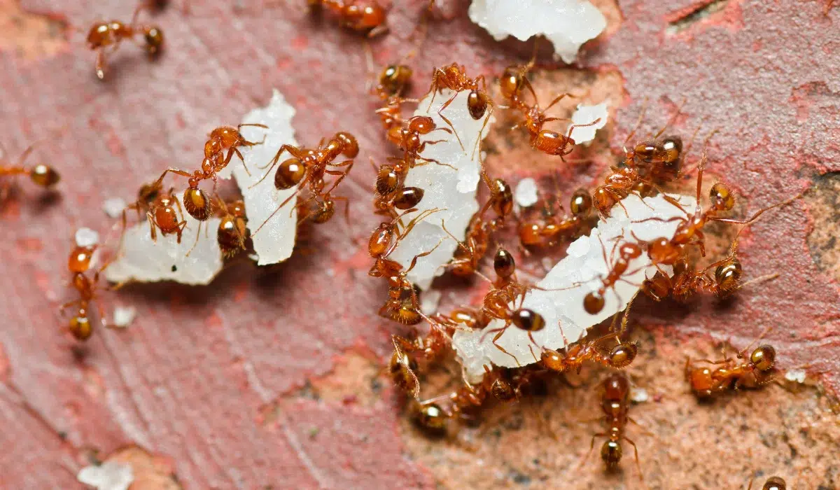 Fire Ants (1)